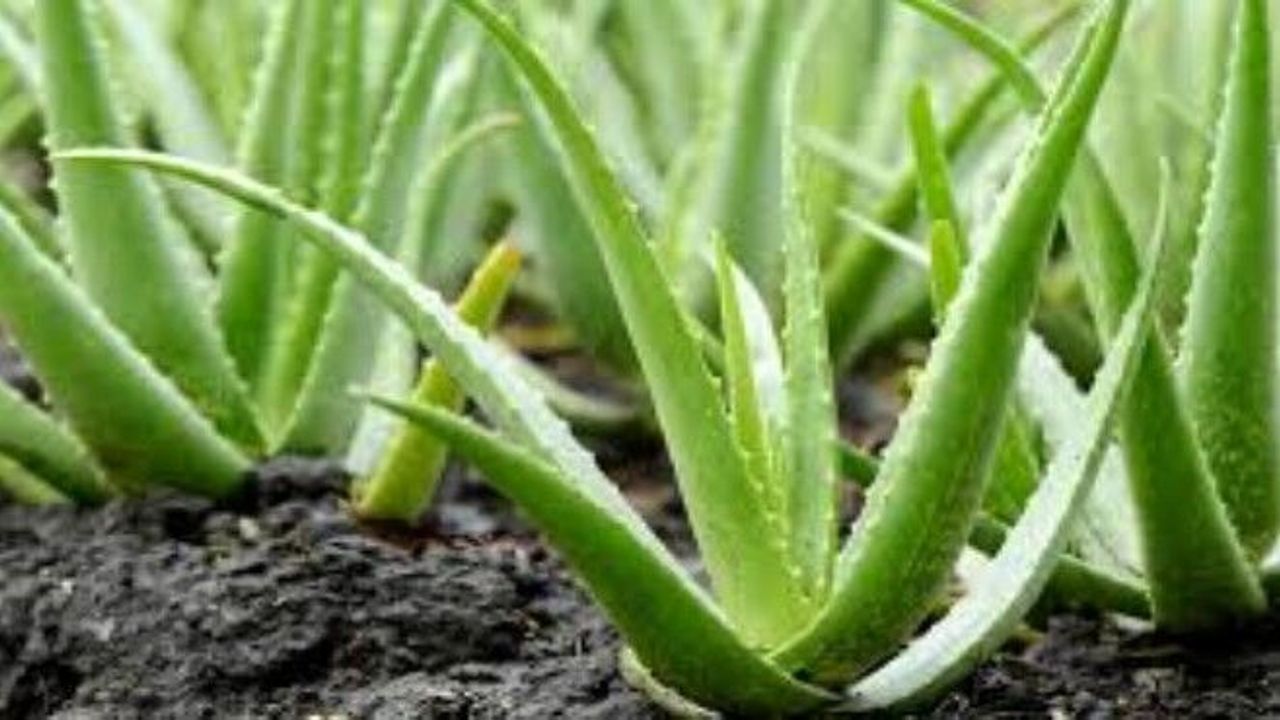Aloe verann sala faydalar - zmir Haber - zmir Son Dakika Haberleri
