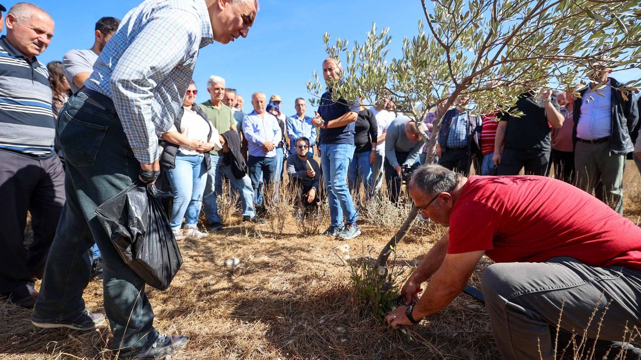 Buca'da sertifikalı zeytin budama eğitimi başarıyla tamamlandı