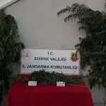 Hint kenevirlerini sularken yakalandı