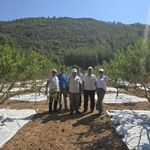 Muğla’da sakız hasadı başladı