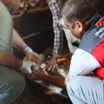Muğla'da buzağı ölümlerini azaltmak için ekipler 24 saat sahada