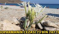 Kum zambaklarını koparmanın cezası 73 bin 747 TL