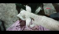 Yeni doğan kuzunun çıkardığı ses, şaşırttı!