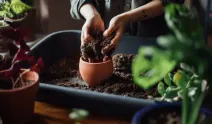 Çiçekleri böcek ve sineklerden koruyan doğal kalkan!