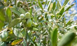 Büyükşehir'den üreticiye 'zeytin' desteği