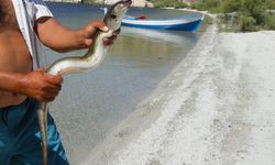 Aydın Bafa Gölü’nden Meksika’ya… 7 bin kilometrelik göç tehdit altında!