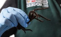 Vücuduna 300 tarantula bağlamıştı: Yakalandı!