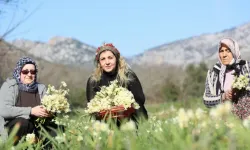 Karaburun’da tarımdan kopuş: Nergis Festivali tarih olabilir