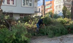 Ödemiş'te budanan ağaçlar yakacak oluyor