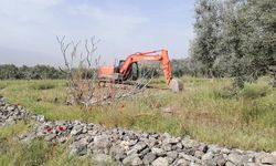 Haklı isyanda mahkemeden karar: JES kaybetti, zeytin kazandı!