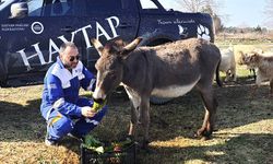 Ağaca bağlanıp, ölüme terk edilmişti... Kadife hayata tutundu