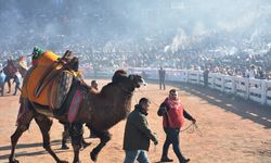 Selçuk'ta deve güreşi heyecanı