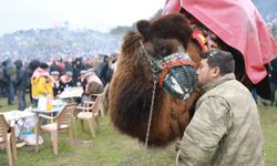 Selçuk'ta Deve Güreşleri Festivali heyecanı