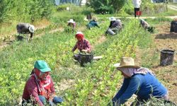 Mevsimlik tarım işçilerine 25 milyonluk kaynak