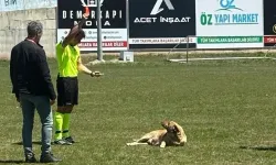 Sahaya giren köpeğe kırmızı kart!