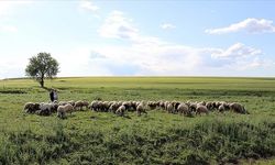 Mera alanlarının tahsisinde düzenleme!