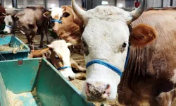 Kurban pazarında fiyatlar fırladı