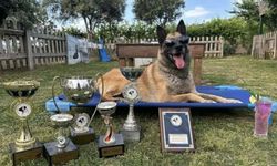 Kahraman köpek ‘Bob’ öldü