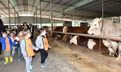Çiğlili minikler besi çiftliğinde
