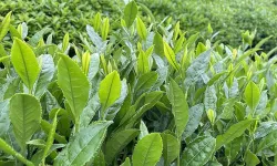 Tarım Bakanlığı, yaş çay alım fiyatını açıkladı