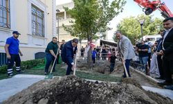 Asırlık çınar yenilendi!