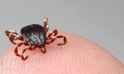 KKKA hastalığı şüphesiyle tedavi gören kadın öldü