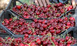 Mağdur kiraz üreticileri unutuldu: Acil erteleme talebi!