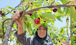 Demirci kirazında hasat zamanı!