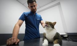 Diyabetli Mars hayata döndü!