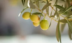 EBSO’da gündem zeytin yasası!