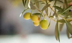 Ziraat Odası Başkanı'ndan ‘zeytin yasası’ yorumu: Türk tarımı için büyük tehlike!
