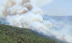 Manisa'da orman yangını!