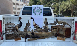 Afyonkarahisar'da hayvan tahnitleri ele geçirildi