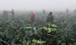 TARSİM'den yetiştiriciye hasar ödemesi