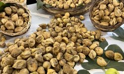 Aydın'da sezonun ilk kuru inciri 800 liradan satıldı