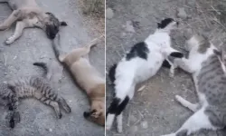 Görüntüler ortaya çıktı: Hayvanları 'zehirleyerek' öldürmüşler!