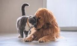 Uzmanı iddialara son noktayı koydu: Kedi ya da köpek tüyünden insan ölmez!