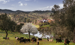 Orhanlı Zeytin Festivali'ne geri sayım!