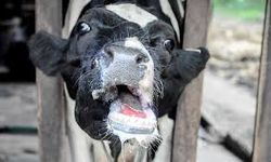 Ege'de şap alarmı: 34 mahallede karantina!