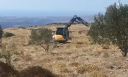 Zeytin katliamı askıda!