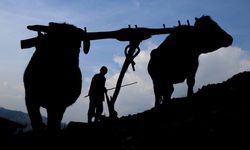 Mazot fiyatı çiftçiyi geri sardı... Tarlada ilkele dönüş!