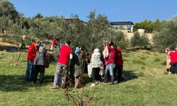 Engelli yurttaşlar ve yakınları zeytin hasadında buluştu