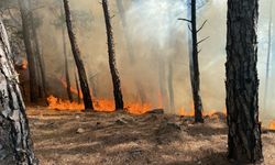 Muğla'da orman yangını... Ekipler alevleri söndürdü