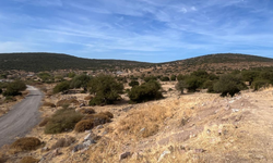 ÇED süreci başlatıldı... 'Orman' alanına TOKİ!