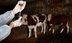 İzmir ‘şap’tan kırılıyor, önlem alınamıyor: Ahırda yangın var!