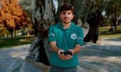 Balçova’nın parklarında yetişen zeytinler, zeytinyağına dönüştürülüyor!