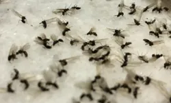 İzmir’i kara sinekler bastı: Tabip Odası çöp yönetimini işaret etti!