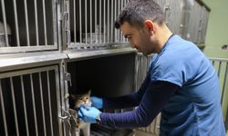 Buca'dan kısırlaştırma seferberliği!