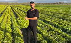 "Marul tarlada 2 TL" dedi, stokçuluktan işlem başlatıldı!