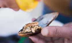 İzmir’de bir midyecinin itirafı: Tezgaha çıkarken bayat satıyordum!